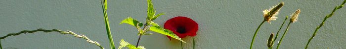 Mohnblume